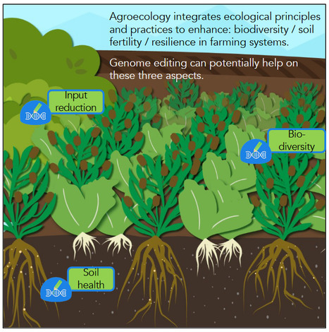L'édition du génome peut-elle aider la transition agroécologique? | Plant Sciences | Scoop.it