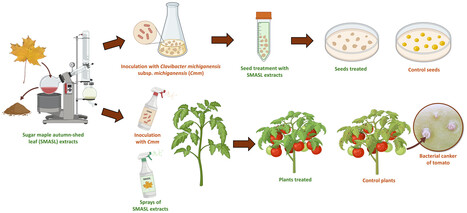 Original Paper in Plant Pathol • Tweddell Lab 2024 • Sugar maple leaf extracts: A new tool to control bacterial canker of tomato caused by Clavibacter michiganensis subsp. michiganensis | Originals | Scoop.it