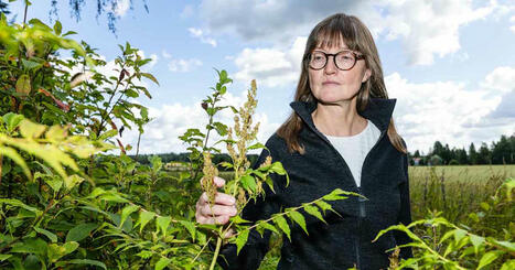 Monella on pihallaan kasvi, jonka hallussapito on perjantaista l&auml;htien laitonta | Luonto | Yle | 1Uutiset - Lukemisen t&auml;hden | Scoop.it
