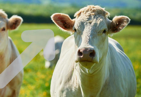 Les prix des gros bovins augmentent début 2024 | Economie de l'Elevage | Scoop.it
