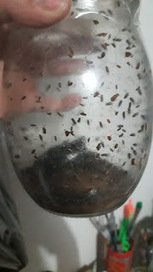 Reporte 5 de crianza de mosquitos semana | Asómate | Bichos en Clase | Scoop.it