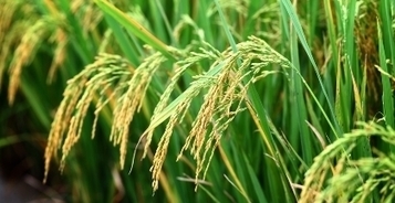 Etats-Unis&nbsp;| Collection de glycosyltransf&eacute;rases du JBEI : une nouvelle ressource pour la recherche sur les biocarburants | D&eacute;veloppement Durable, RSE et Energies | Scoop.it