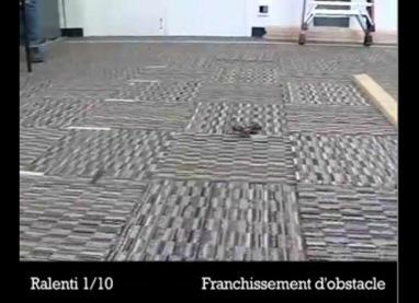 Un robot-cafard bat des records de vitesse | Vari&eacute;t&eacute;s entomologiques | Scoop.it