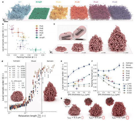 Matrix-controlled emergence of biofilm architecture shapes antimicrobial survival | brvm | RMH | Scoop.it