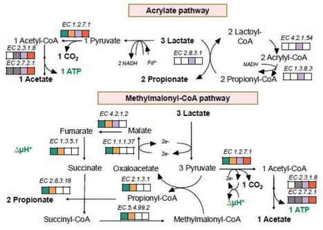 D- and L-lactate consumers are taxonomically, biochemically, and energetically different | isme | RMH | Scoop.it
