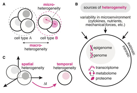 A systems view of cellular heterogeneity: Unlocking the “wheel of fate” | Csys | RMH | Scoop.it
