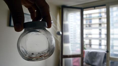 Campagne contre les punaises de lit : "Il faut lever le tabou sur cette question", d'après une députée La France insoumise | Variétés entomologiques | Scoop.it