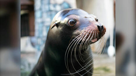 California Sea lion at West Edmonton Mall dies | CTV News | Soggy Science | Scoop.it