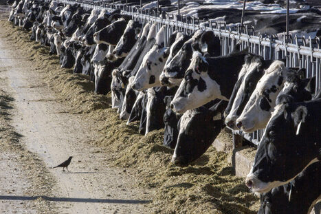 Western Wisconsin town passes ordinance regulating operations of large farms | Industry 411 - Waste Management | Scoop.it