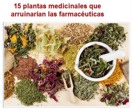 15 plantas medicinales que arruinarían a las farmacéuticas | @CNA_ALTERNEWS | PIENSA en VERDE | Scoop.it