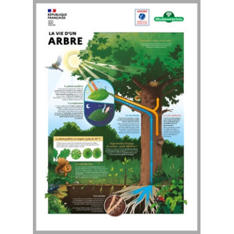 Exposition "La for&ecirc;t face au changement climatique" | Veille &Eacute;ducative - L'actualit&eacute; de l'&eacute;ducation en continu | Scoop.it