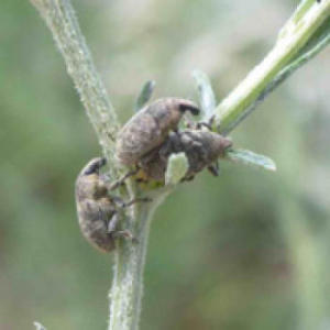Weeding out ineffective biocontrol agents | Insect Archive | Scoop.it