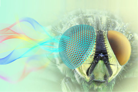 Des chercheurs se sont inspirés de l'œil composé d'un papillon de nuit pour créer un dispositif hémisphérique capable de détecter des signaux électromagnétiques dans n'importe quelle direction | EntomoNews | Scoop.it