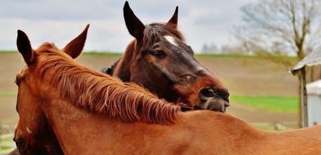 Cette étude prouve que les chevaux communiquent avec les hommes | Cheval et Nature | Scoop.it