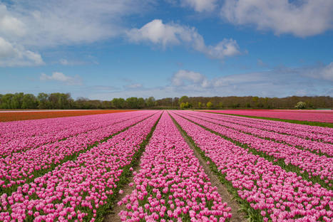 Visitez les Pays-Bas pendant la saison des tulipes - Holland.com | J'écris mon premier roman | Scoop.it