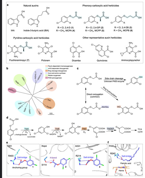 Anchoring mechanism-inspired discovery of a bacterial P450 gene conferring resistance to auxin herbicides | Ncm | RMH | Scoop.it