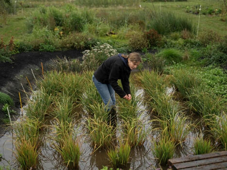 UK : Prêt à cultiver du riz grace au changement climatique  | Revue de presse - Club DEMETER | Scoop.it