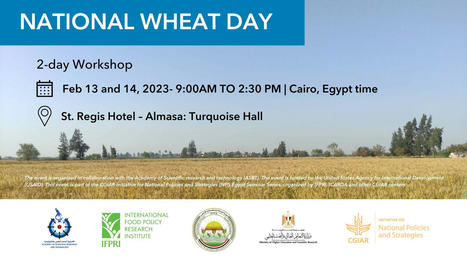 EGYPT: National Wheat Day | 2-day Workshop | CIHEAM Press Review | Scoop.it
