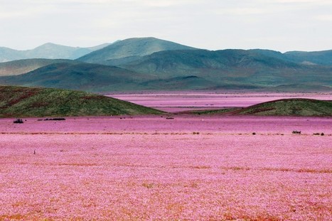 The ‘driest place on Earth’ is covered in pink flowers after a crazy year of rain | No Such Thing As The News | Scoop.it