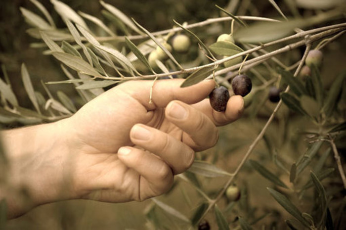 (IT) - Abc dell’olio d’oliva extravergine | Il Cervo Rampante | Glossarissimo! | Scoop.it