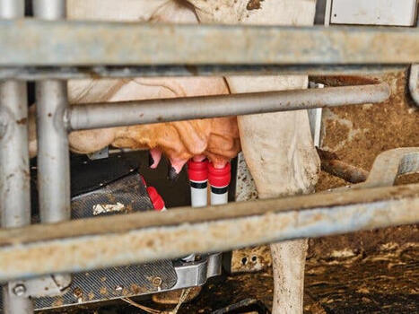 From Cow-Milking Robots to Weed-Zapping Lasers, Farmers Are Embracing A.I.&nbsp; | EdTech: The New Normal | Scoop.it