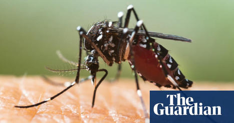 Mosquito-borne diseases spreading in Europe due to climate crisis, says expert | Climate crisis | The Guardian | Coastal Restoration | Scoop.it