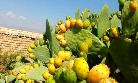 TUNISIE : Semmama ressuscite grâce au figuier de Barbarie et à son huile antirides | CIHEAM Press Review | Scoop.it