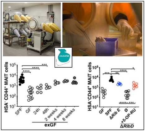 FOCUS PLATEFORME : Anaxem et ses animaux axéniques ? un terrain de jeu inédit pour l’étude du microbiote intestinal ! | Life Sciences Université Paris-Saclay | Scoop.it