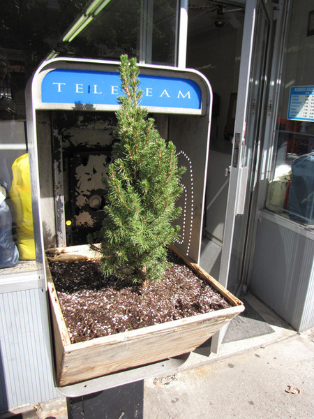 repurposed phone box into tree planters | 1001 Gardens | 1001 Gardens ideas ! | Scoop.it