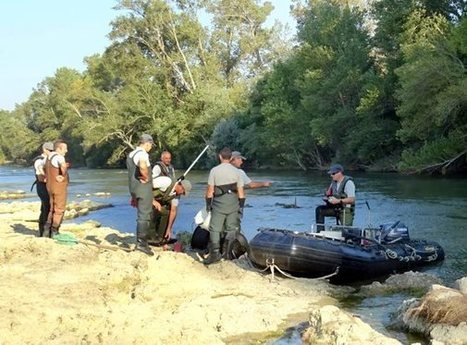 Un inventaire piscicole sur l'Ariège | Lacroix-Falgarde | Scoop.it