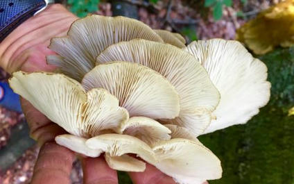 Introduction to Foraging for Wild Edible Mushrooms | Yours Outdoors | Haliburton Highlands, Ontario | Strange Ontario | Scoop.it