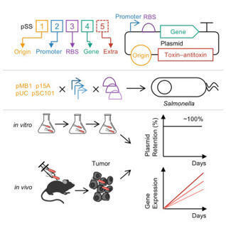 A stable and antibiotic-free plasmid expression system for Salmonella typhimurium VNP20009 in tumor therapy | iSci | RMH | Scoop.it