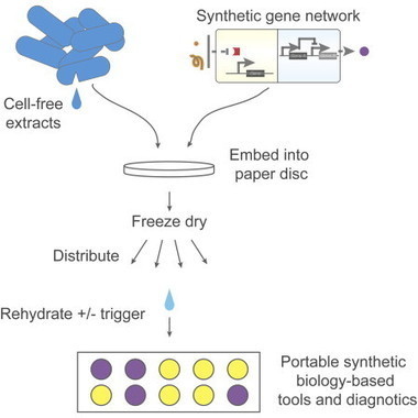 Paper-Based Synthetic Gene Networks could enable rapid detection of ebola and other viruses - Cell | Bioscience News - GEG Tech top picks | Scoop.it