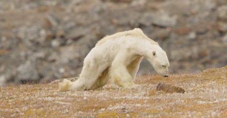 Heart-Wrenching Video Shows Starving Polar Bear on Iceless Land | Coastal Restoration | Scoop.it