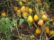 Tomates sans eau ni pesticide : cette méthode fascine les biologistes | Paysage - Agriculture | Scoop.it