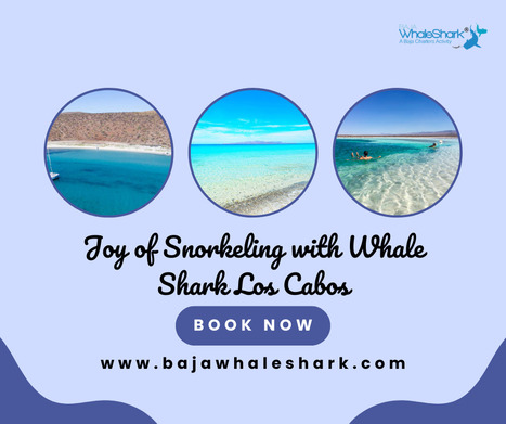 Uncover the Thrill and Joy of Snorkeling with Whale Shark Los Cabos | Private Whale Shark Tour Cabo | Scoop.it
