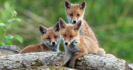 La guerre aux "nuisibles" ne r&eacute;duit pas les d&eacute;g&acirc;ts | Elevage et environnement | Scoop.it