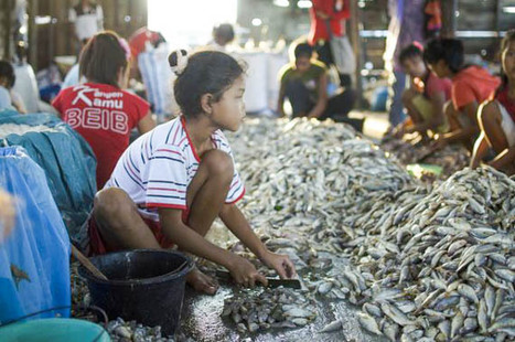 WWF lanza un código ético para luchar contra la explotación humana en las pesquerías en países | Esclavitud infantil | Scoop.it