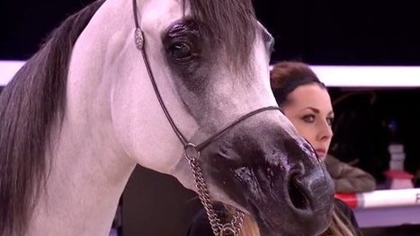 salon du cheval 2015 et son Championnat du monde du pur sang arabe - France 3 Basse-Normandie | Salon du Cheval | Scoop.it