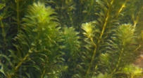 Détection précoce et lutte rapide contre la plante aquatique exotique Hydrilla verticillata (L.f.) Royle en Martinique - Publications scientifiques du Muséum national d'Histoire naturelle | Biodiversité | Scoop.it