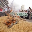 GM Crops Bring Brazil Lower Yields and Higher Chemical Use | Questions de développement ... | Scoop.it