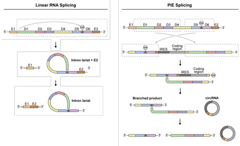 Efficient permuted intron-exon RNA circularization system based on the LtrB group II Intron from Lactococcus lactis | brvbe | RMH | Scoop.it