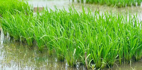 Comment ce virus du riz a conquis toute l’AFRIQUE | CIHEAM Press Review | Scoop.it