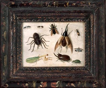 La beauté animale au Grand-Palais | Culturebox | Variétés entomologiques | Scoop.it