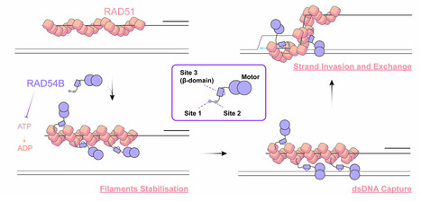 Structures and molecular mechanisms of RAD54B in modulating homologous recombination | Ncm | RMH | Scoop.it