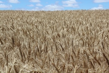 Indian appetite for Australian wheat | ASIES | Scoop.it