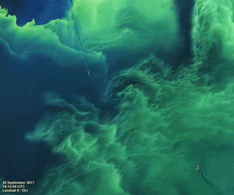 Lake Erie Has Turned A Ghostly Green, And That's Very Bad News | IELTS, ESP, EAP and CALL | Scoop.it
