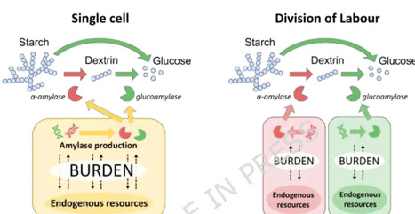 Division of labour enables Yarrowia lipolytica synthetic consortia to achieve higher growth rates from starch | Mcf | RMH | Scoop.it