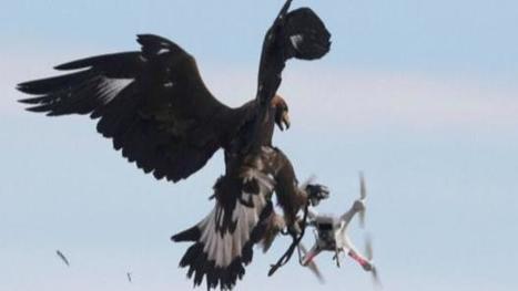 France recruits eagles to take down drones | Education 2.0 & 3.0 | Scoop.it