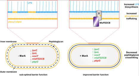 Coordination of cell envelope biology by Escherichia coli MarA protein potentiates intrinsic antibiotic resistance | PLOS | RMH | Scoop.it